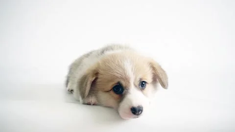 Welsh Corgi puppy on white background Stock Footage 307542989