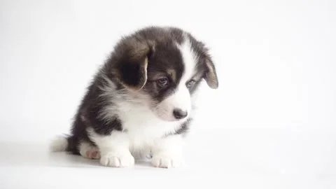 Welsh Corgi puppy on white background Stock Footage 307543616