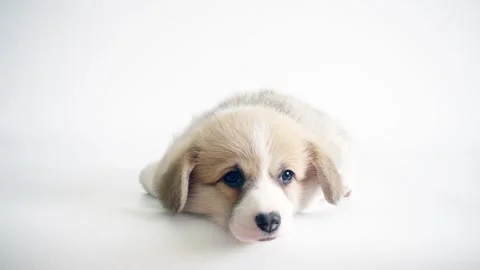 Welsh Corgi puppy on white background Stock Footage 307543637