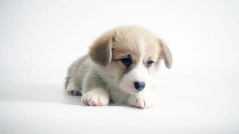 Welsh Corgi puppy on white background Stock Footage 307543741