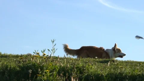Welsh corgi is running in the field Stock Footage 110629413