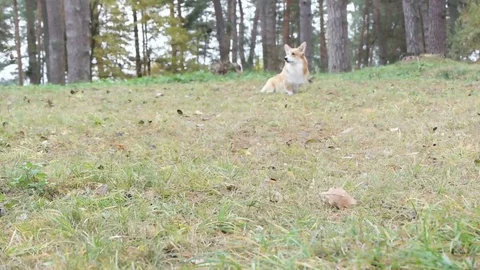 Welsh corgi running on grass Stock Footage 72141782