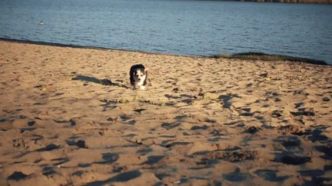 Welsh corgi runs, slow motion Stock Footage 96059111