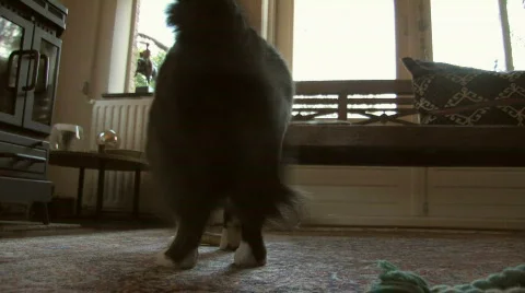 Welsh Corgi shaking Video stock 412268