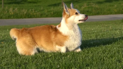 Welsh corgi is stepping back Stock Footage 110705708