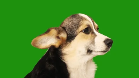 Welsh Corgi wags ears on green screen Stock Footage 315452012