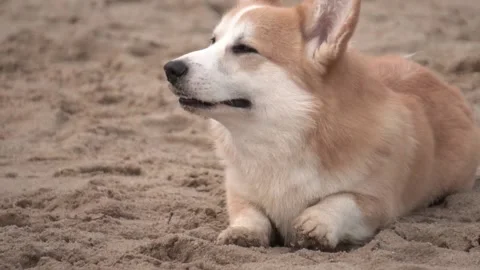 Welsh corgi on a walk, slow motion Stock Footage 238448255