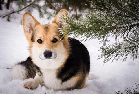 Welsh Corgi on a walk in the winter forest Stock Photos