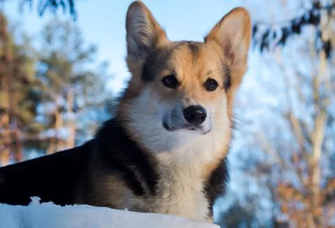 Welsh Corgi on a walk in the winter forest Stock Photos