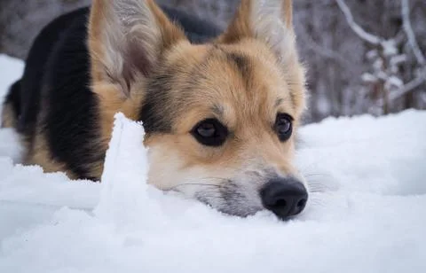 Welsh Corgi on a walk in the winter forest Stock Photos