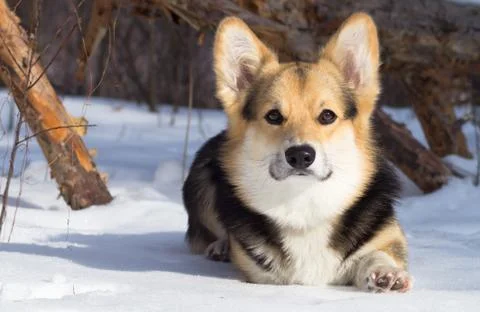 Welsh Corgi on a walk in the winter forest. Stock Photos