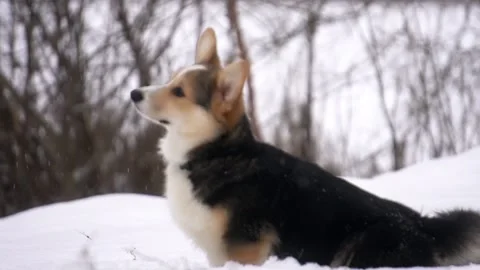 Welsh corgi on a winter walk, slow motion Stock-Footage 100975591