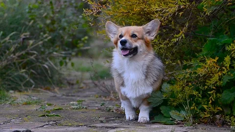 Welsh corgy pembroke Stock Footage 90739853