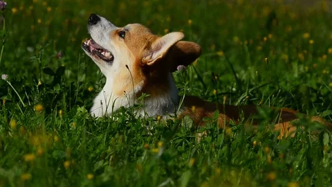 Welsh corny dog in the grass Stock Footage 90423565