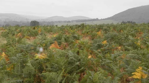 Welsh countryside in the rain Stock Footage 117553901