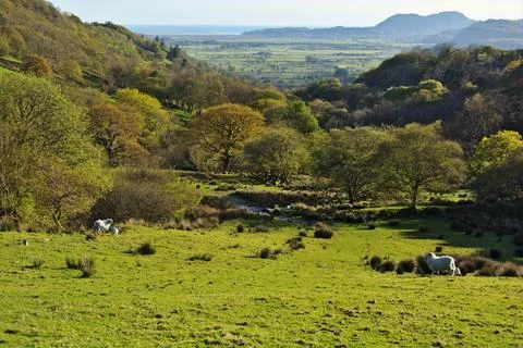 Welsh Countryside with Rolling Green Fields and Sheep in North Wales Summer Stock Photos