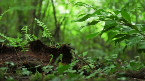 Welsh forest floor Stock Footage
