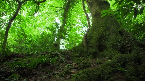 Welsh forest floor Stock Footage
