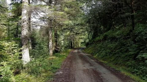 Welsh forest road Stock Photos