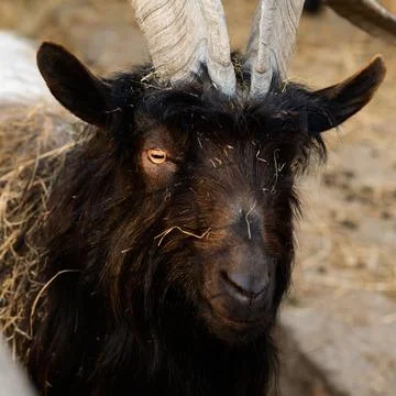 Welsh goat with large and sharp horns, a zoo with unusual animals. Stock-Fotos