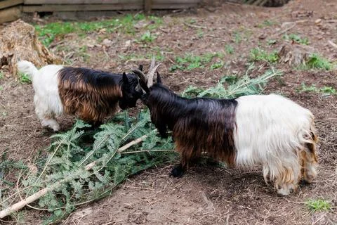 Welsh goat with large and sharp horns, a zoo with unusual animals, herbivor.. Stock Photos
