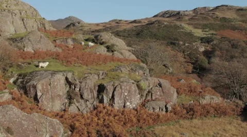 Welsh hillside Stock Footage 8975257