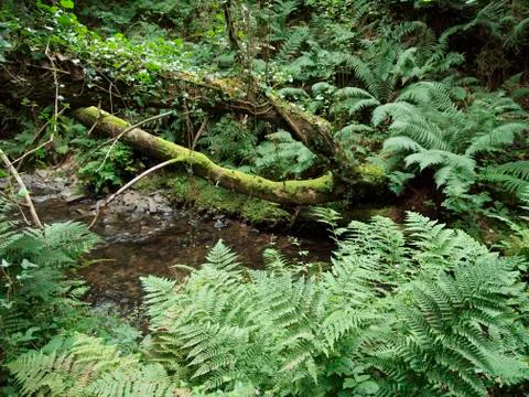 Welsh jungle Stock Photos