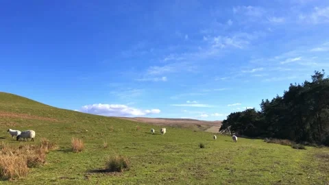 Welsh landscape, sheep walking on green hills in and mountains in Wales Stock Footage 167213989