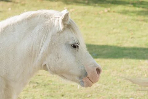Welsh Mountain Pony Stock Photos
