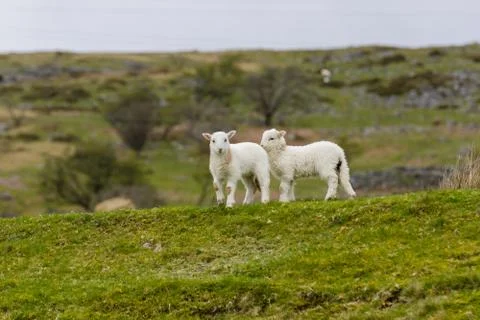Welsh Mountain Sheep Lambs Stock Photos