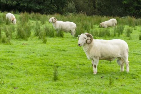 Welsh Mountain Sheep Stock Photos