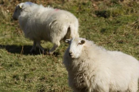 Welsh Mountain Sheep Stock Photos