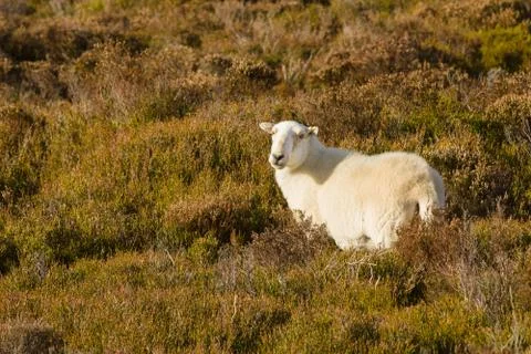 Welsh Mountain Sheep Stock Photos