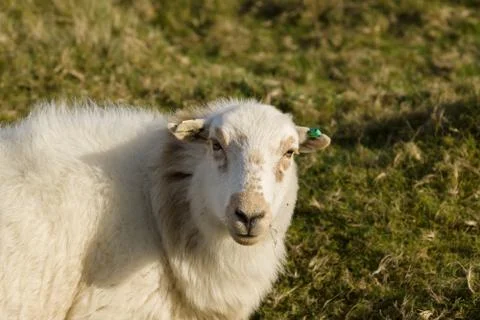 Welsh Mountain Sheep Stock Photos