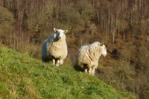 Welsh Mountain Sheep Stock Photos