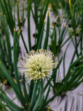 Welsh onion Stock Photos