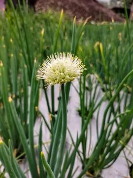 Welsh onion Stock Photos
