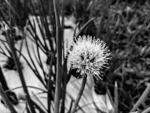 Welsh onion 库存照片