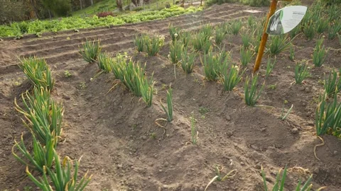 Welsh onion plants growing in Parque de la Familia in Ambato 스톡 동영상 310190934