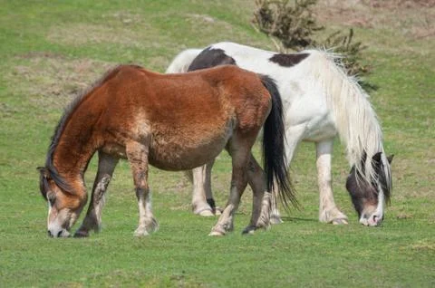 Welsh ponies Stock Photos