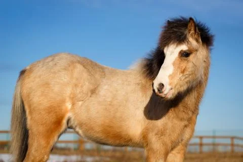 Welsh pony Foto stock
