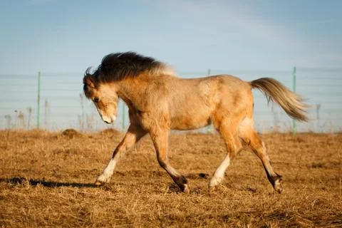 Welsh pony Foto stock