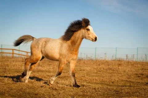 Welsh pony Foto stock