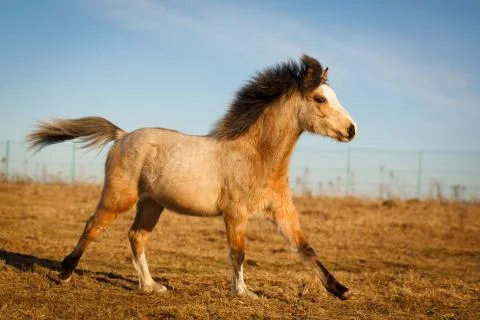 Welsh pony Foto stock