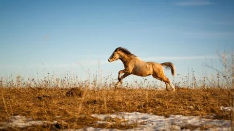 Welsh pony Foto stock