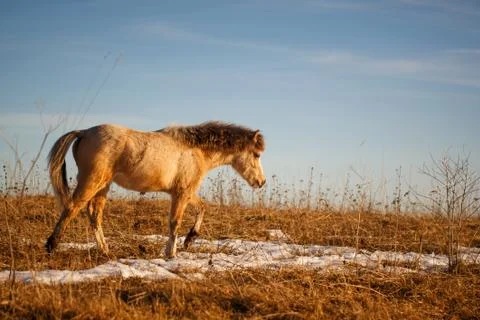 Welsh pony Foto stock