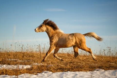 Welsh pony Foto stock