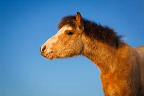Welsh pony Foto stock