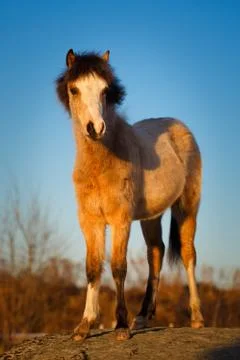 Welsh pony Foto stock