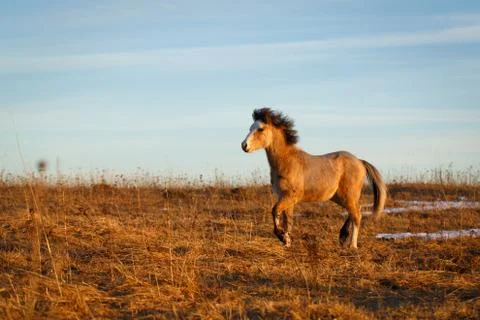 Welsh pony Foto stock